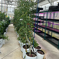 Greenhouse garden