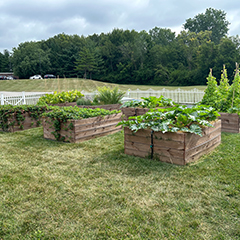 Urban garden