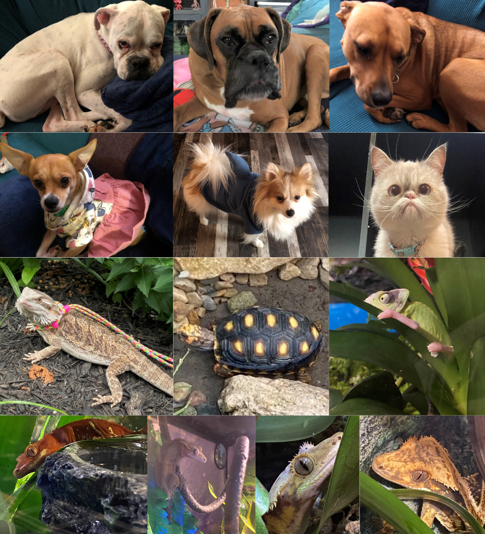 Roxie's family of pets